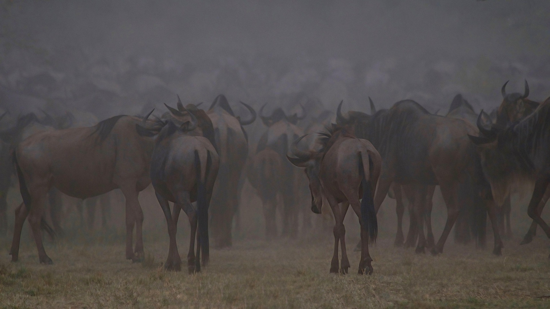Serengeti vs Masai Mara 2026 wildebeest herd