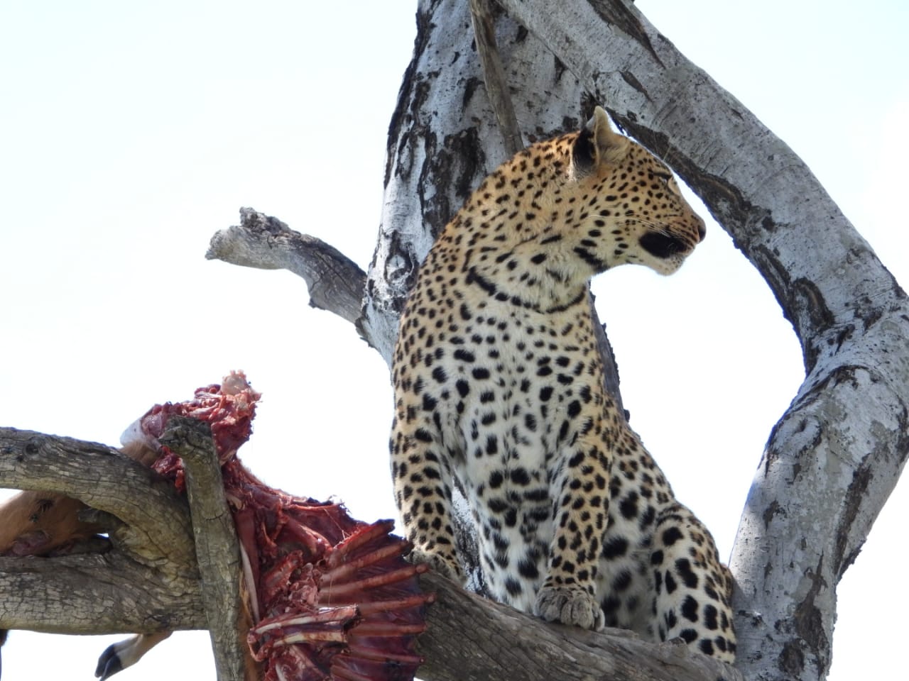 Leopard in tree with impala kill Okavango Delta Botswana photographed by professional guide Jakes Jacob Mbeha