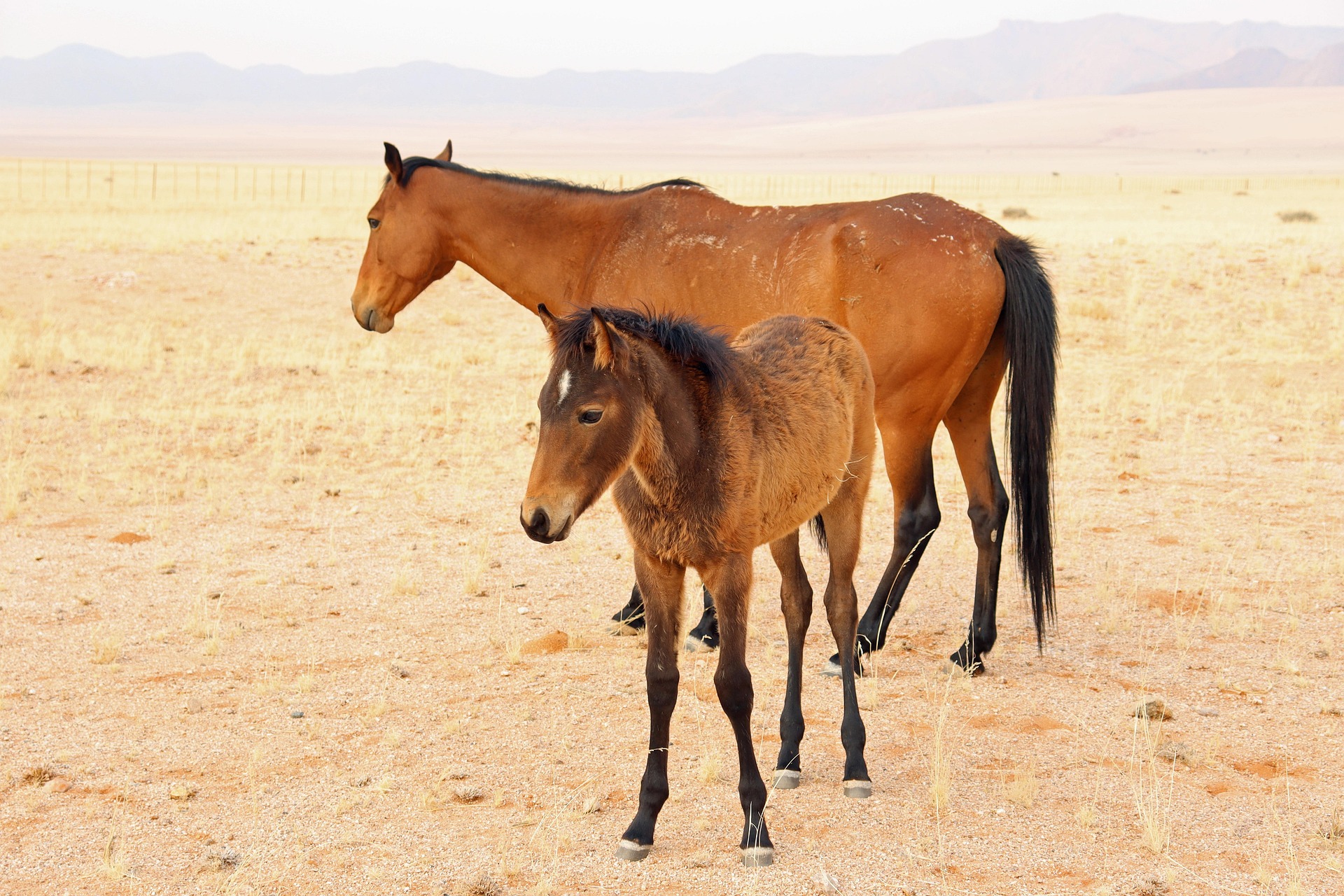 Wild horses of the Namib near Aus Namibia