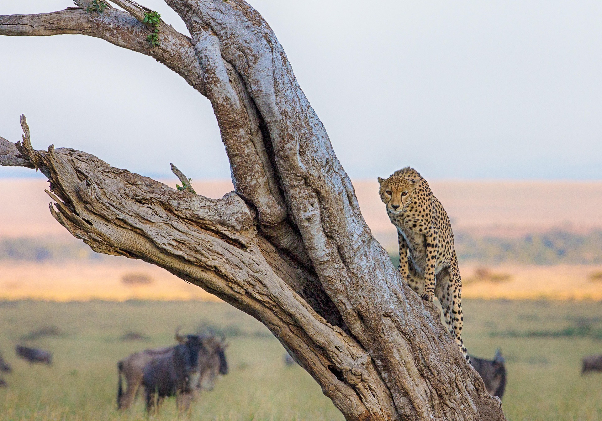 Serengeti vs Masai Mara 2026 leopard in tree