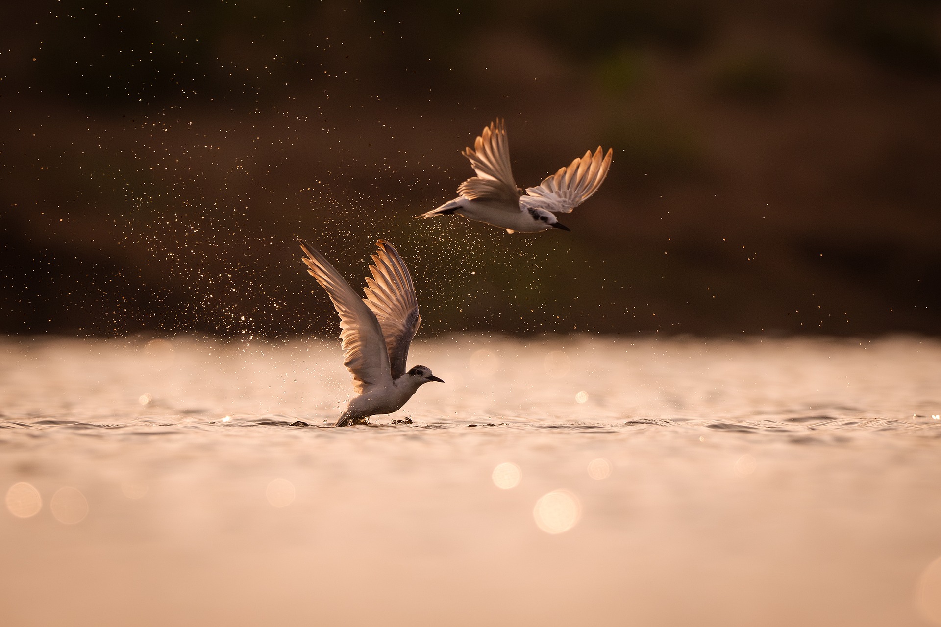 Wildlife in Okavango Delta Botswana traditional safari experience