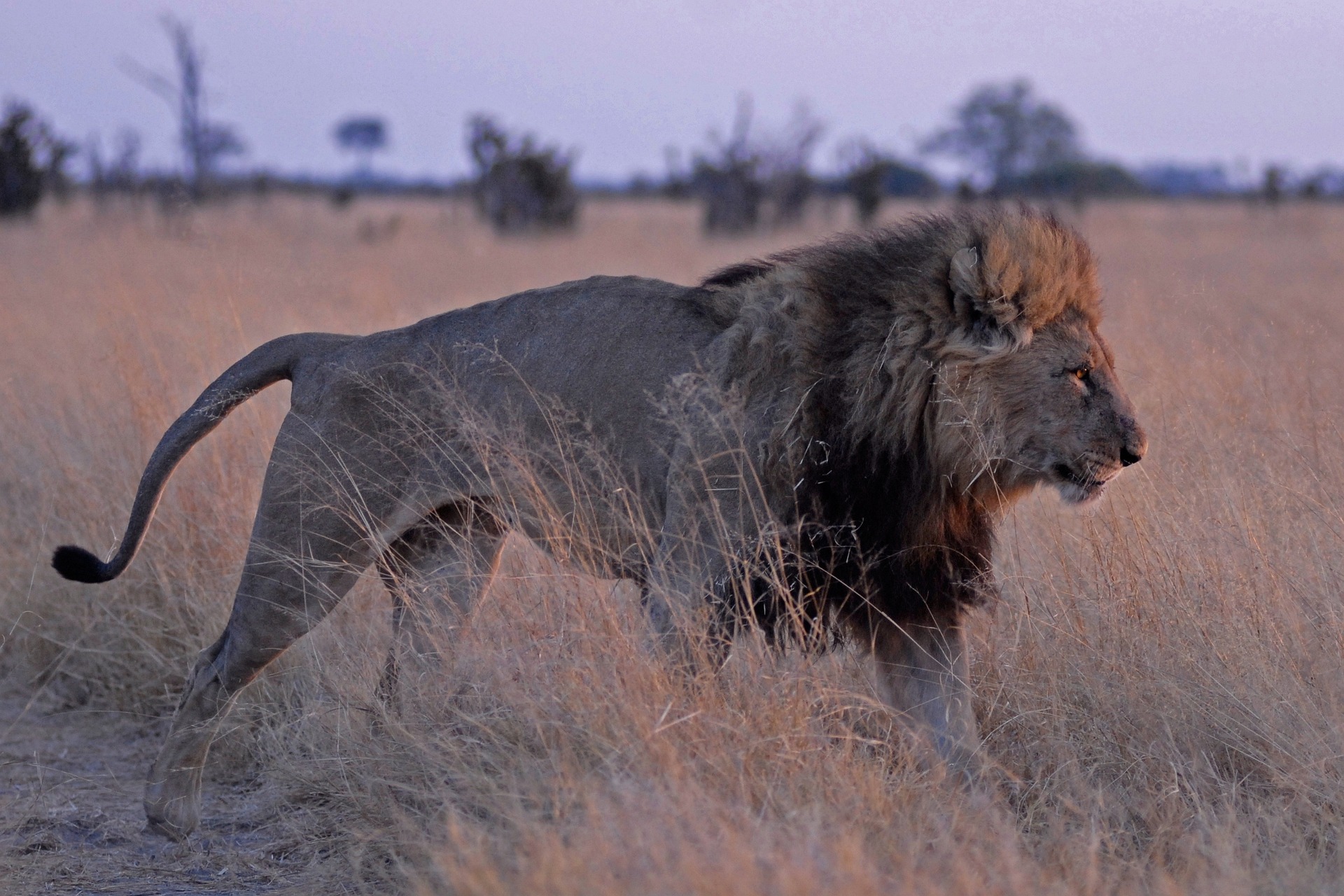 Black-maned lion in tall grass Central Kalahari Game Reserve Botswana