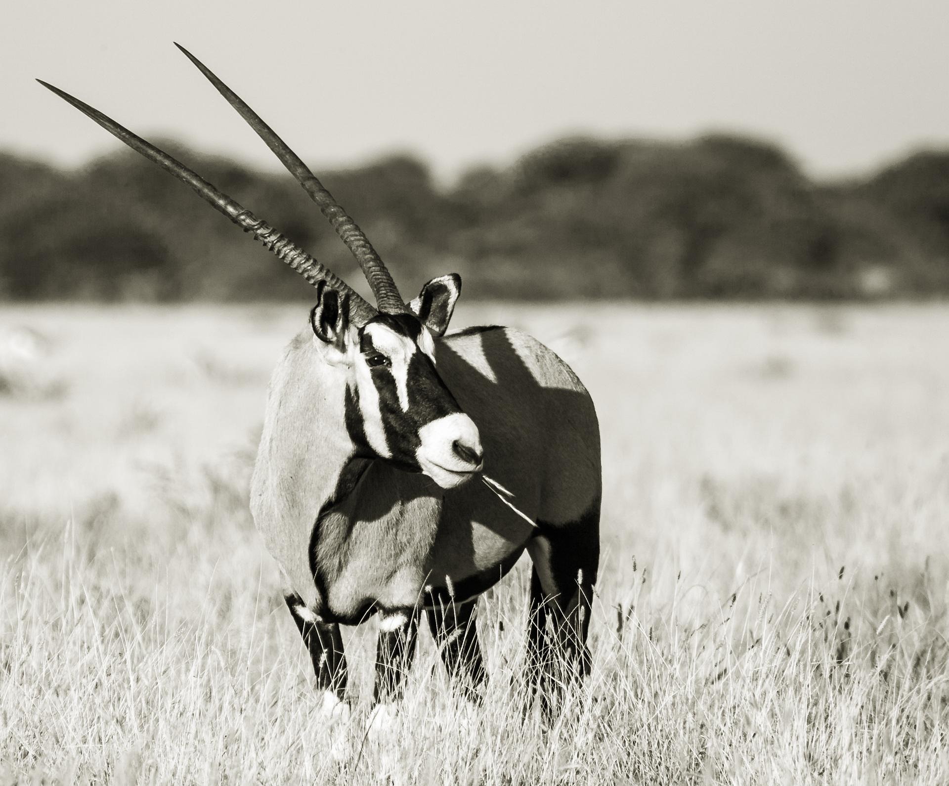 Gemsbok in golden grasslands central Kalahari Game Reserve 