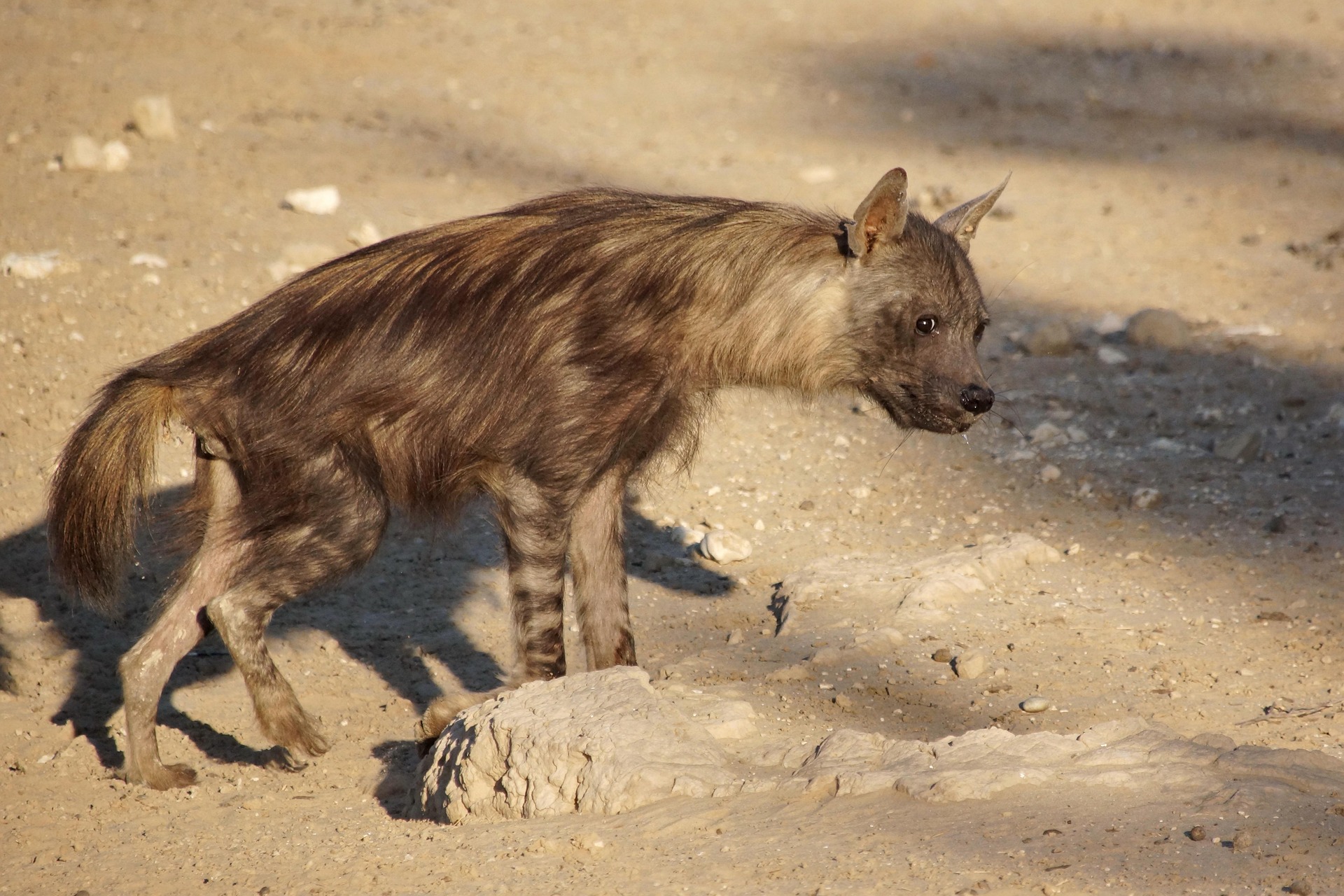 Brown hyena in central Kalahari Game Reserve 