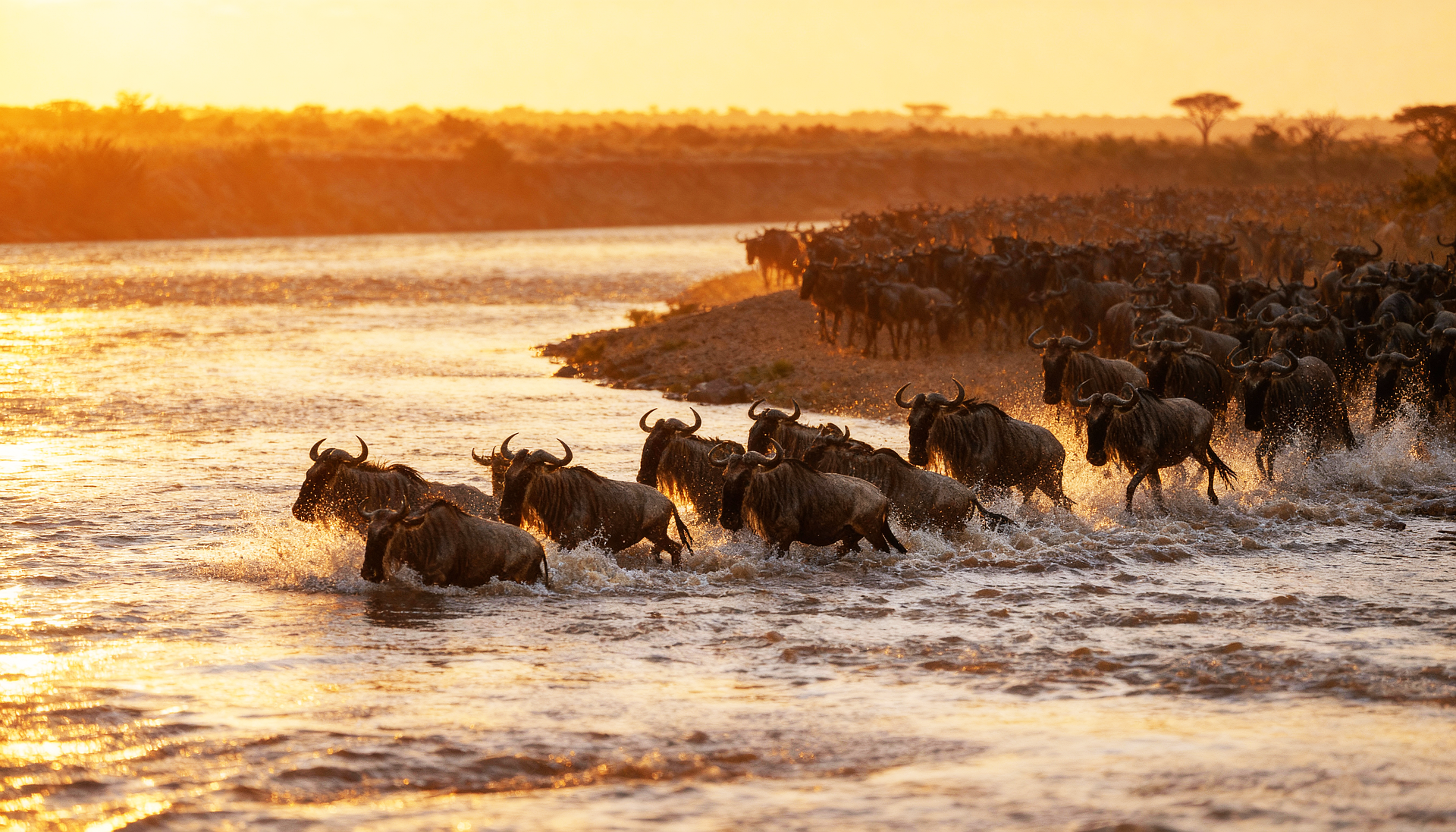Serengeti vs Masai Mara 2026 migration crossing wildebeest Mara River