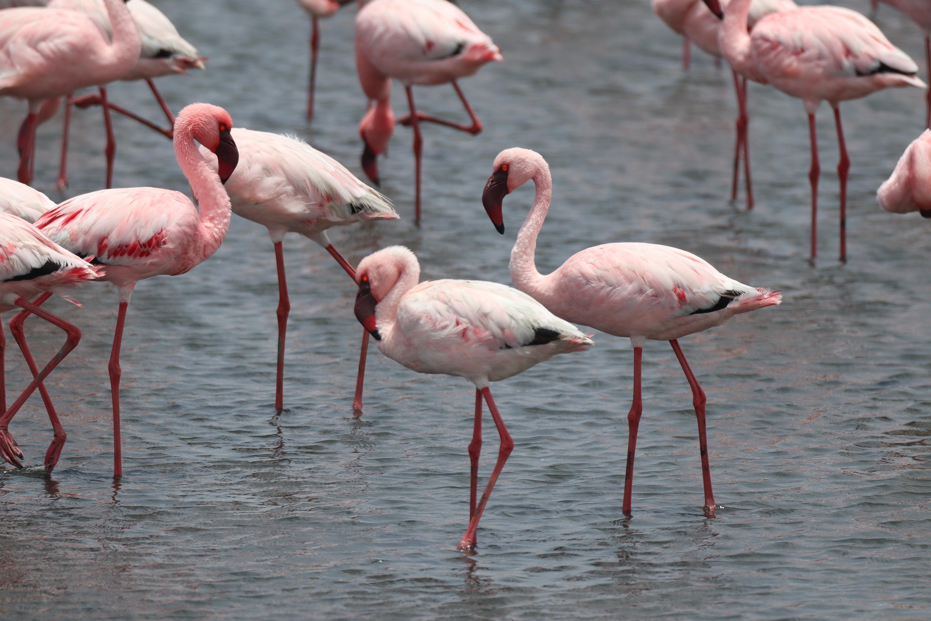 Flamingos feeding in Walvis Bay lagoon Namibia coastal wetland