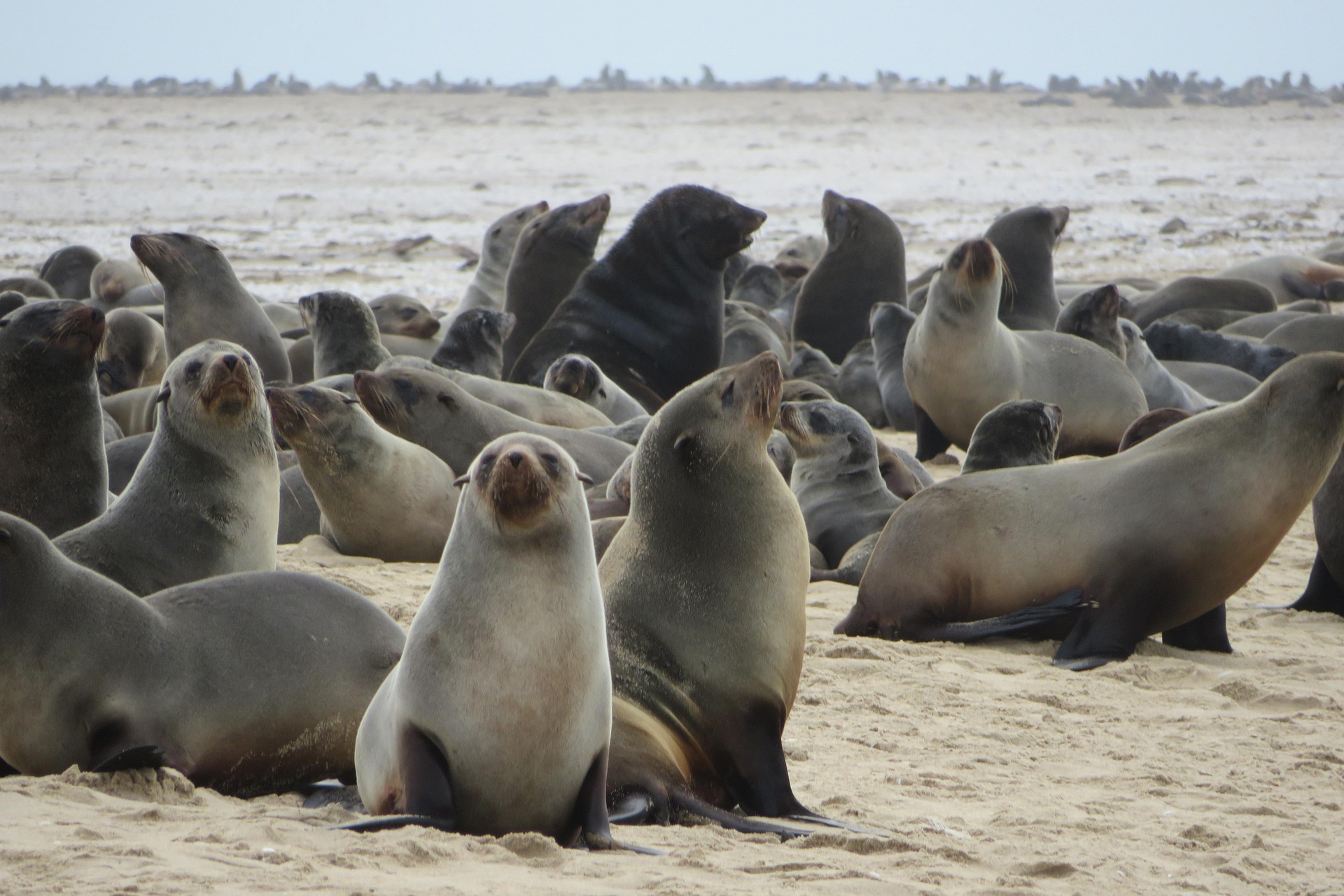 Seal colony Cape fur seal colony Cape Cross Skeleton Coast Namibia