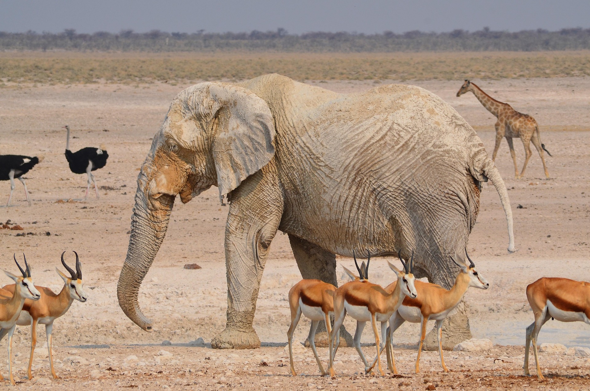 Elephant at Etosha waterhole Namibia self-drive safari