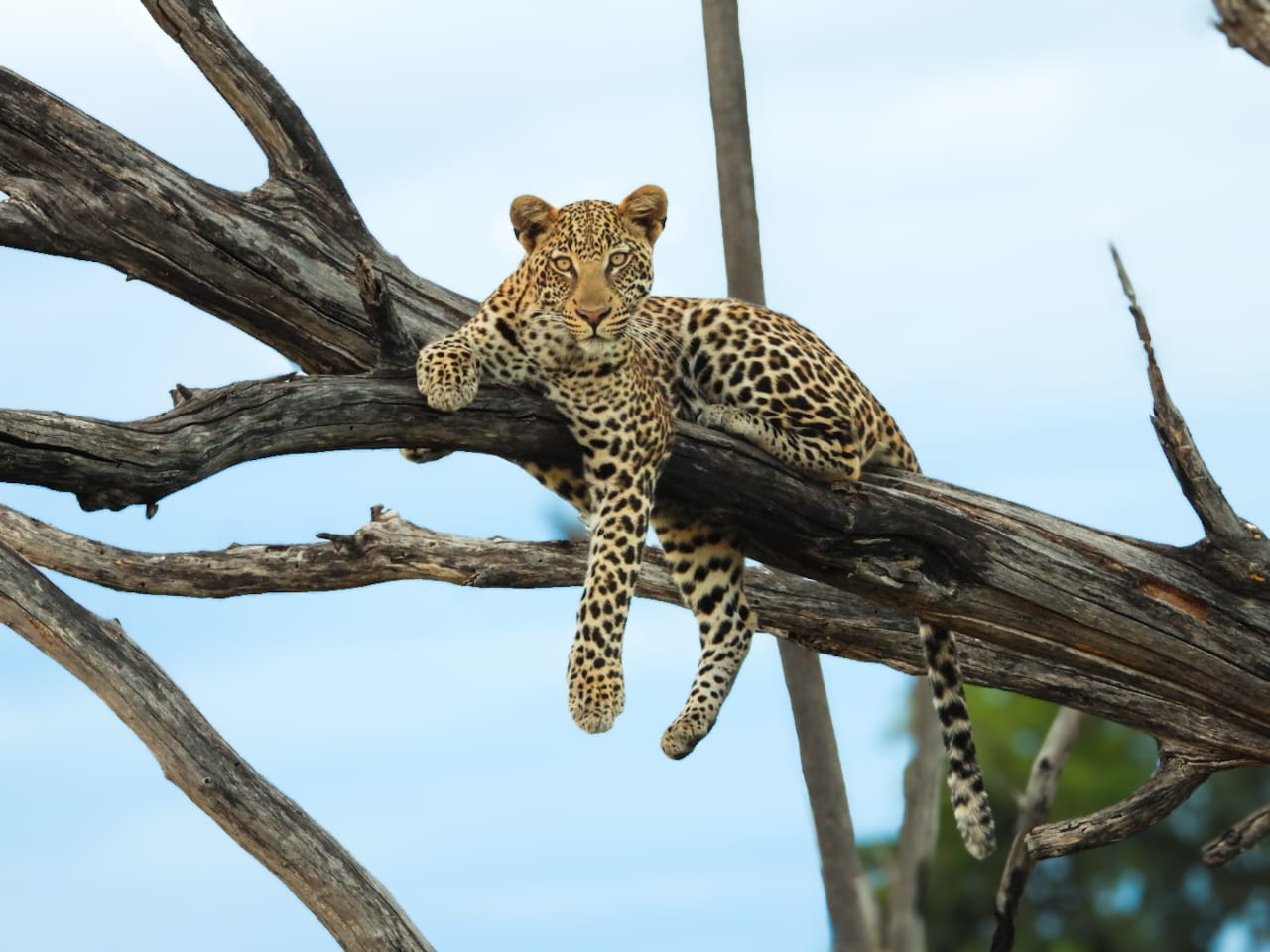 Chobe BOTSWANA safari